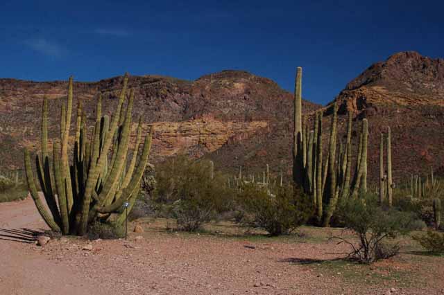 organ pipe cactus